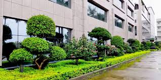 beat365 建阳绿化苗木市场行情
